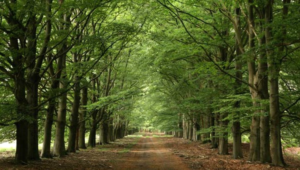 Hoge Veluwe National Park