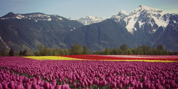 Tulips Fields