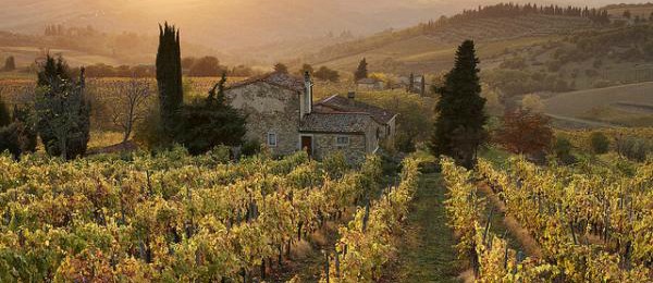 Chianti wine farming